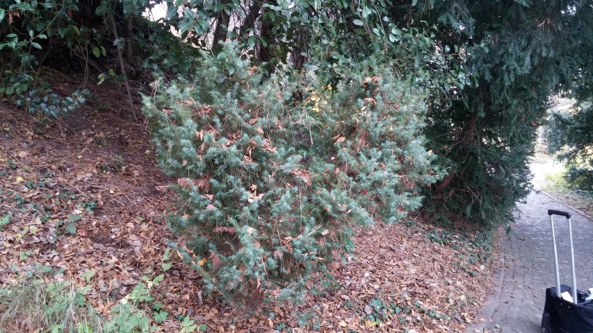 Juniperus communis plantplacesimage20141121_131131.jpg