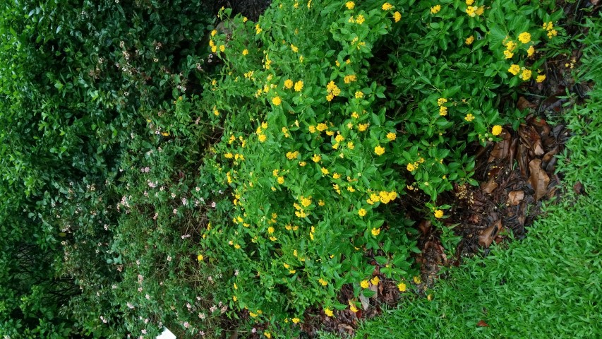 Lantana camara plantplacesimage20141229_074551.jpg