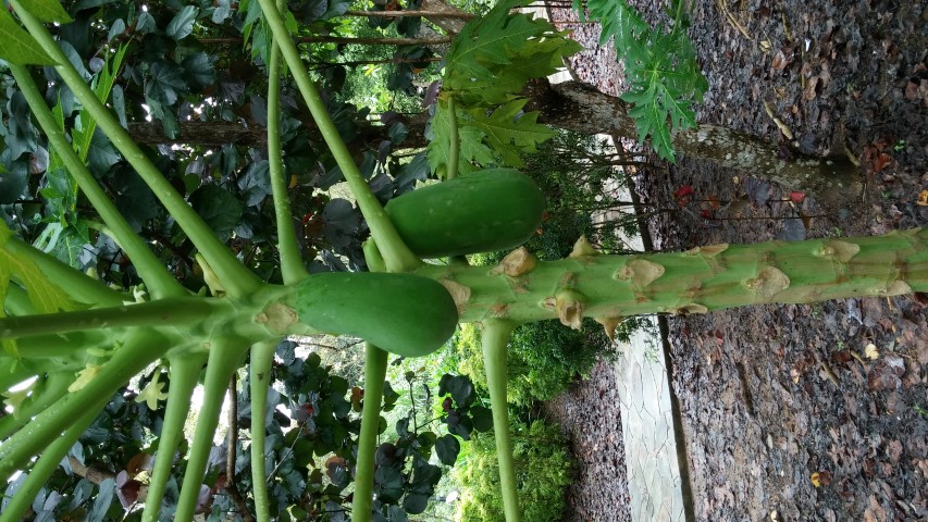 Carica papaya plantplacesimage20141229_084953.jpg