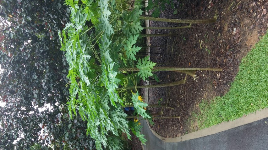 Carica papaya plantplacesimage20141229_085019.jpg