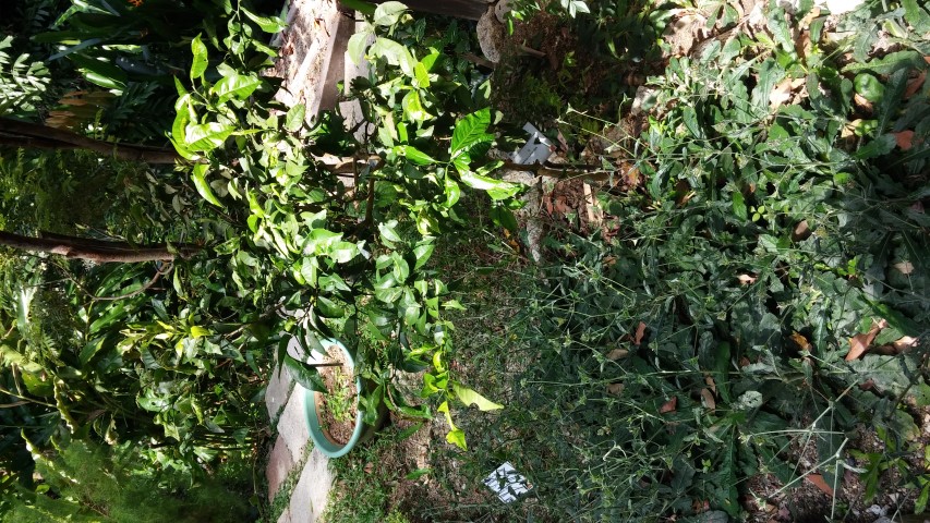 Citrus aurantifolia plantplacesimage20150105_120304.jpg