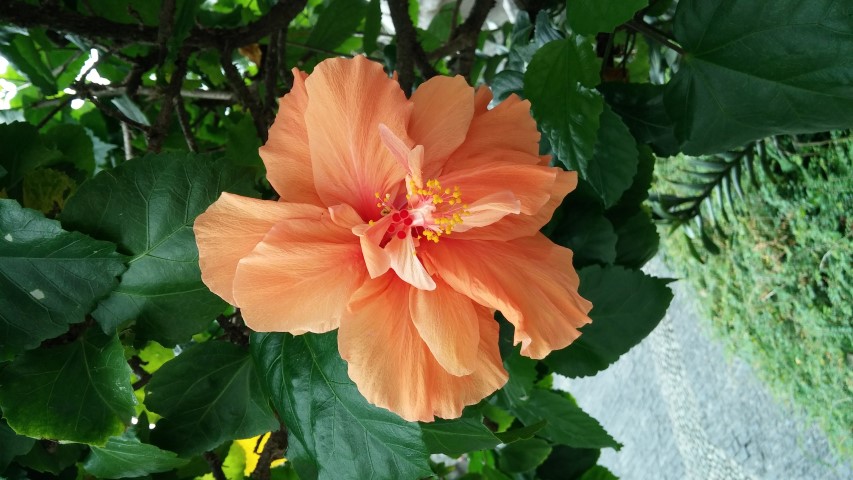 Hibiscus rosa-sinensis plantplacesimage20150108_134259.jpg