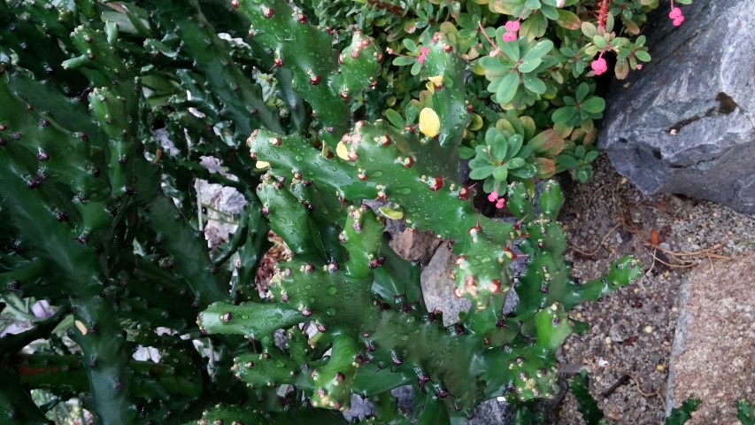 Euphorbia mayuranathanii plantplacesimage20150108_171214.jpg