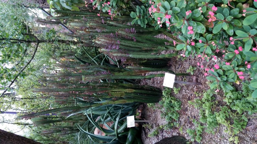 Euphorbia trigona plantplacesimage20150108_171309.jpg