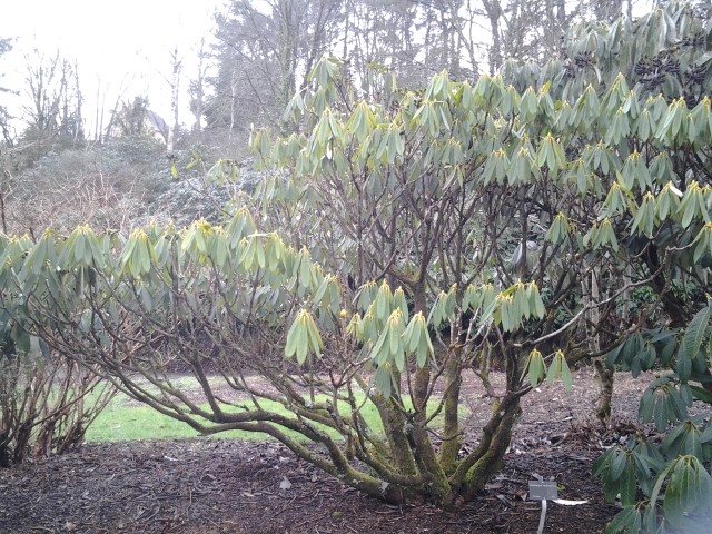 Picture of Rhododendron%20floribundun