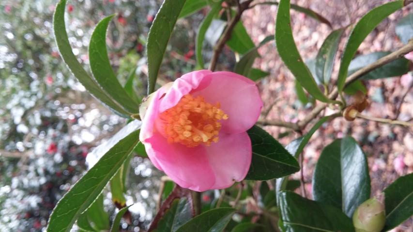 Camellia williamsii plantplacesimage20150301_123102.jpg