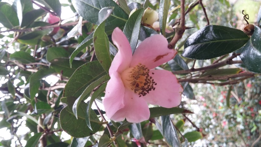 Camellia williamsii plantplacesimage20150301_123117.jpg