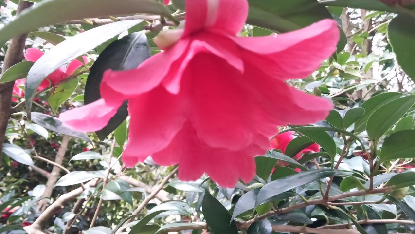 Camellia williamsii plantplacesimage20150301_123301.jpg