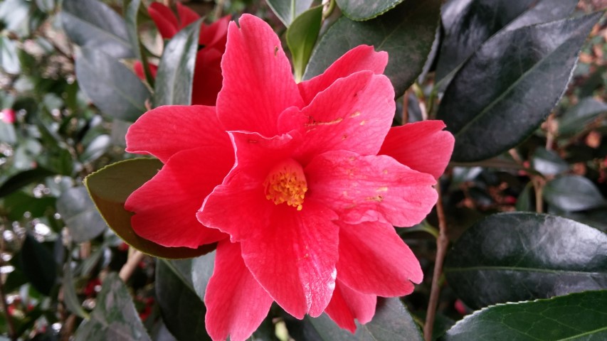 Camellia williamsii plantplacesimage20150301_123318.jpg