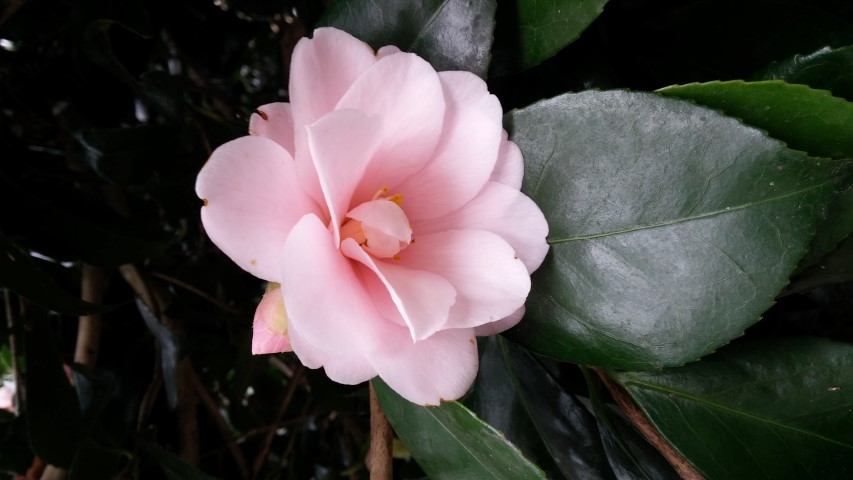 Camellia japonica plantplacesimage20150301_123757.jpg