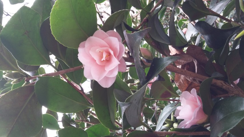 Camellia japonica plantplacesimage20150301_123814.jpg