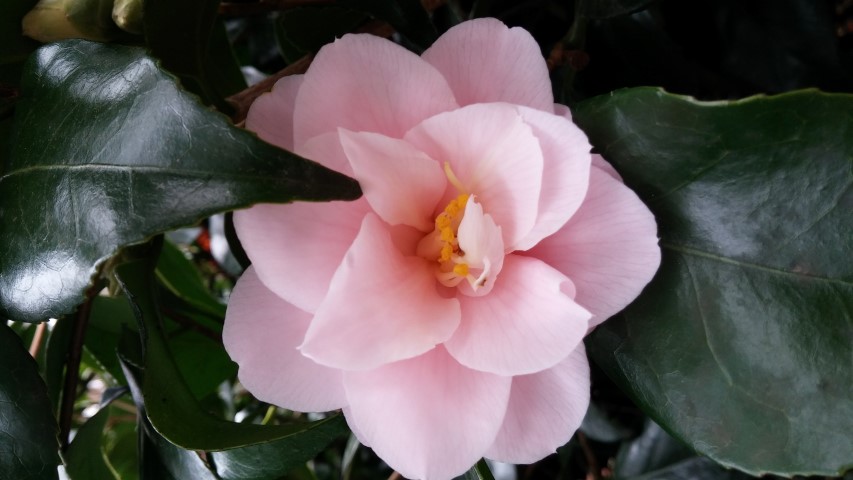 Camellia japonica plantplacesimage20150301_123836.jpg