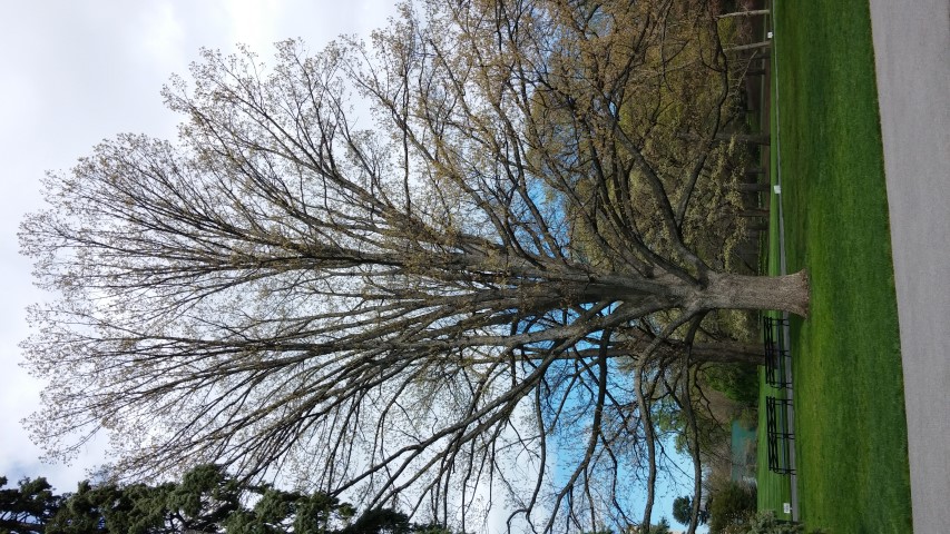 Quercus alba plantplacesimage20150501_150926.jpg