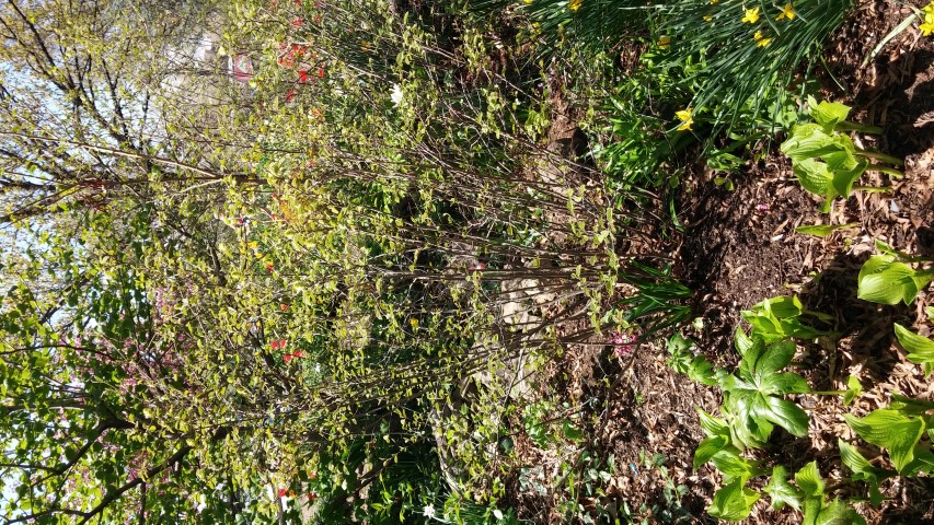 Fothergilla gardenii plantplacesimage20150502_140309.jpg