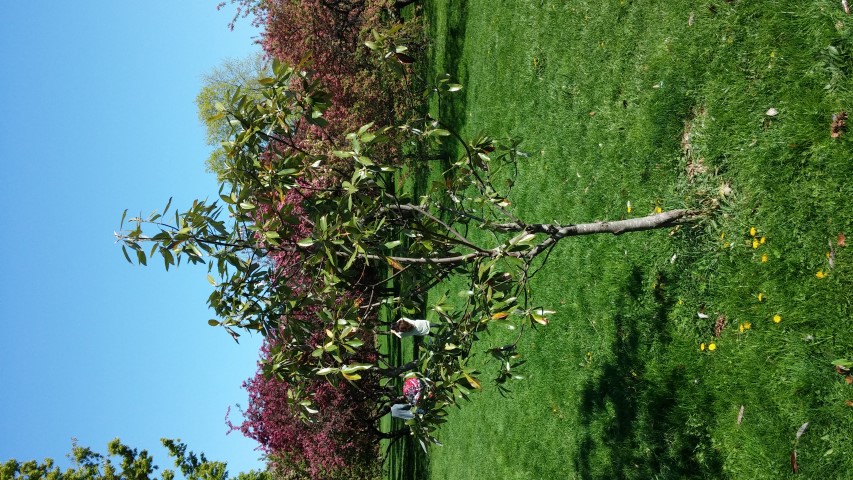 Magnolia virginiana plantplacesimage20150502_152419.jpg