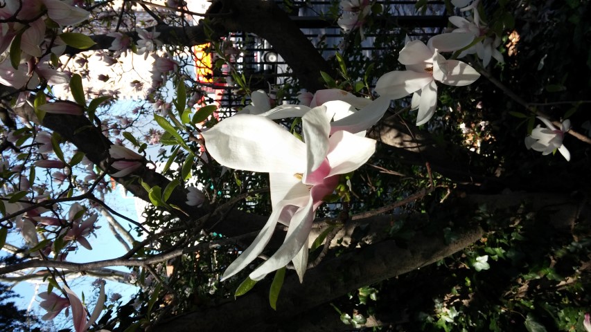 Magnolia x soulangeana plantplacesimage20150502_161525.jpg