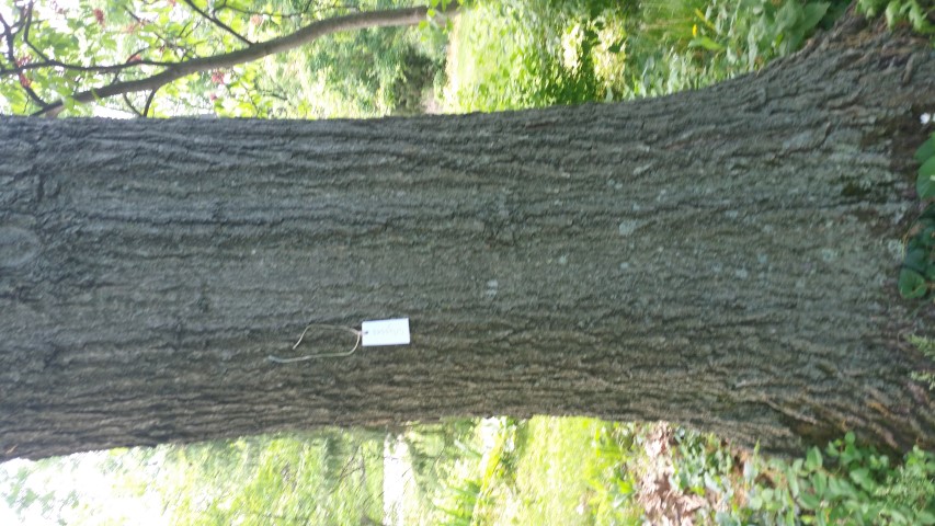 Quercus shumardii plantplacesimage20150509_105930.jpg