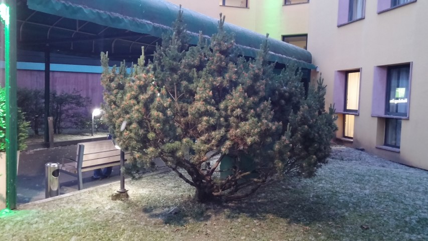 Pinus mugo plantplacesimage20150509_204847.jpg