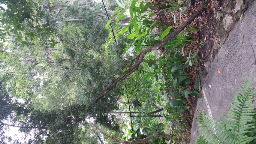 Picture of callistemon comboynensis  Cliff Bottlebrush Tree
