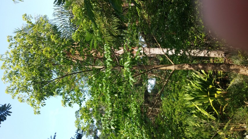 Ceiba insignis plantplacesimage20150531_162503.jpg