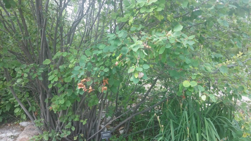 Amelanchier alnifolia plantplacesimage20150628_164625.jpg