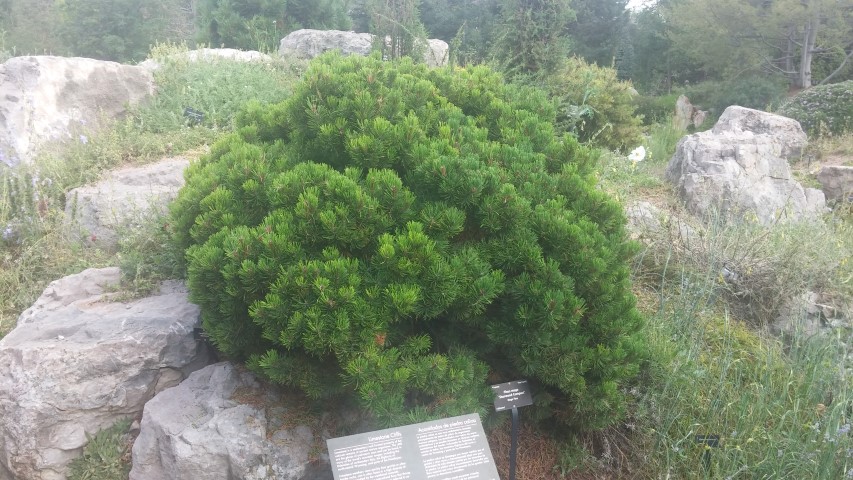 Pinus mugo plantplacesimage20150628_164711.jpg
