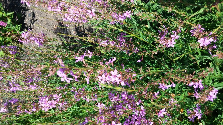 Lythrum virgatum plantplacesimage20150704_153526.jpg