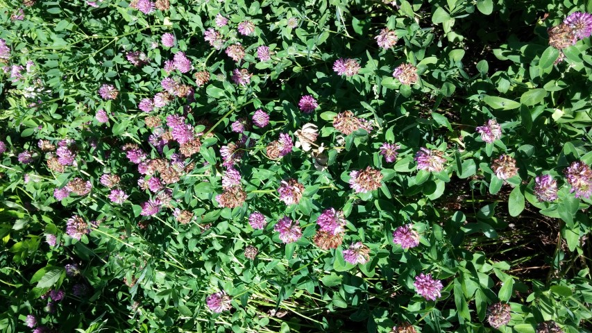 Trifolium medium plantplacesimage20150704_155149.jpg