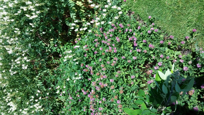 Trifolium medium plantplacesimage20150704_155201.jpg