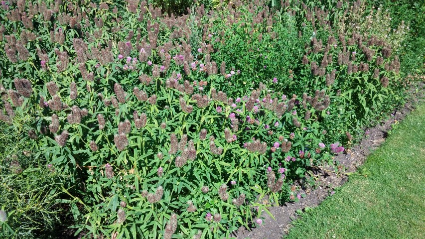 Trifolium rubens plantplacesimage20150704_155315.jpg