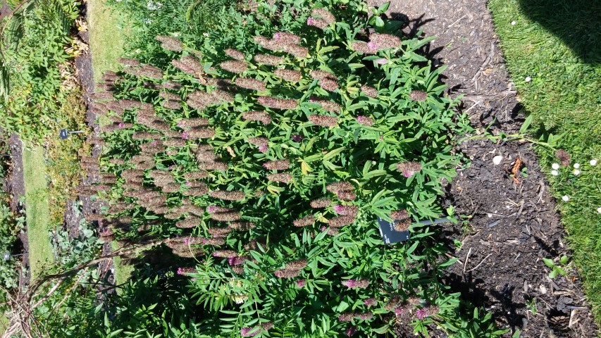 Trifolium rubens plantplacesimage20150704_155803.jpg