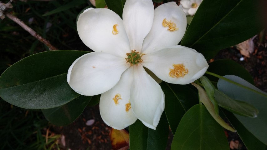 Magnolia virginiana plantplacesimage20150704_170844.jpg