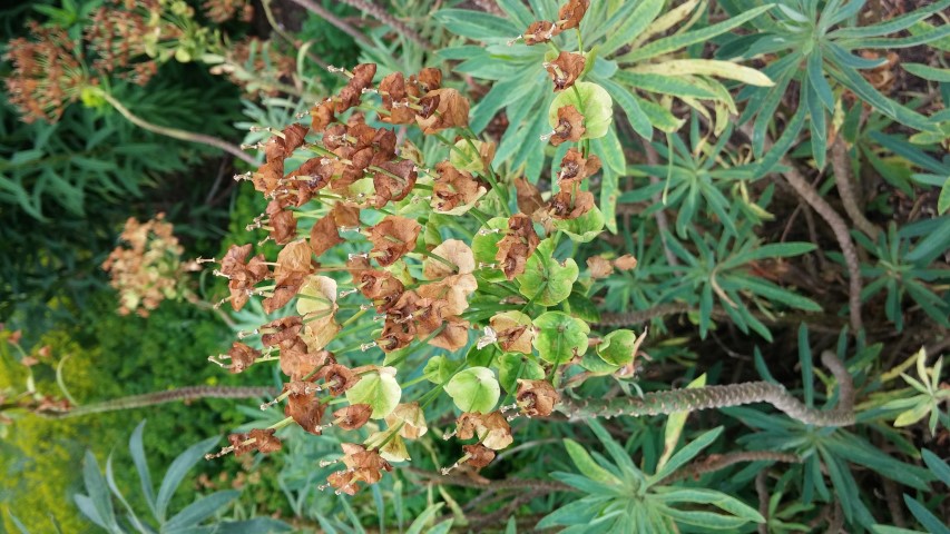 Euphorbia characias plantplacesimage20150705_122938.jpg