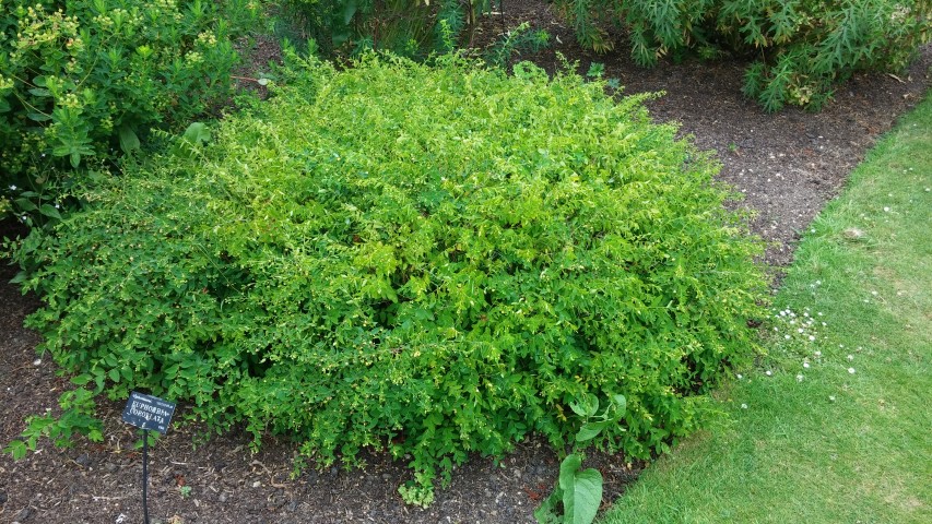 Euphorbia corrolata plantplacesimage20150705_123203.jpg