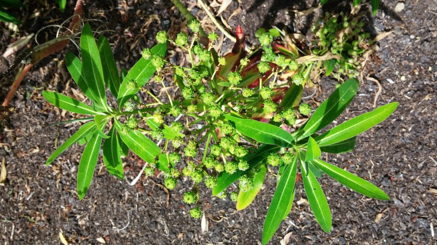 Euphorbia mellifera plantplacesimage20150705_123303.jpg