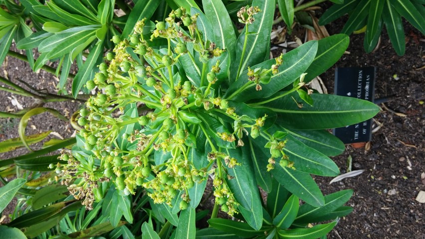 Euphorbia stygiana plantplacesimage20150705_123455.jpg