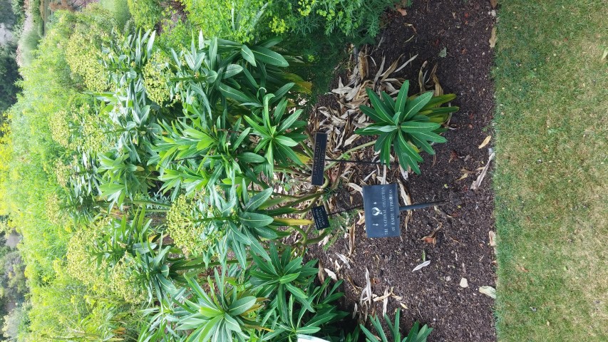 Euphorbia stygiana plantplacesimage20150705_123504.jpg
