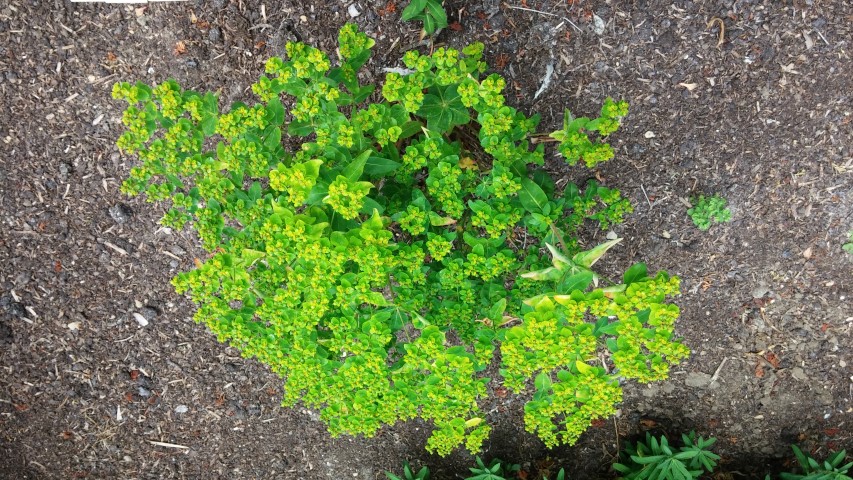 Euphorbia oblongata plantplacesimage20150705_123636.jpg