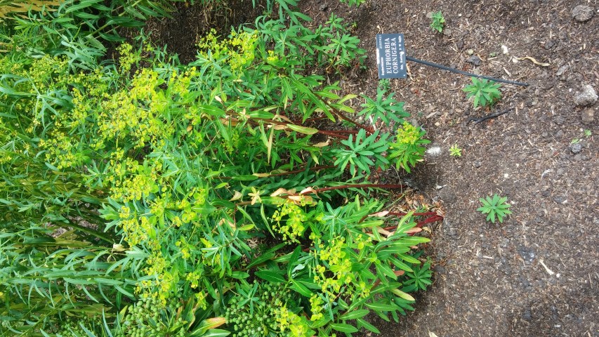 Euphorbia cornigera plantplacesimage20150705_124016.jpg