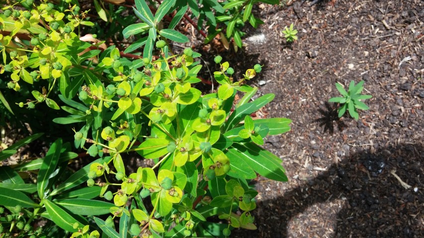 Euphorbia cornigera plantplacesimage20150705_124034.jpg