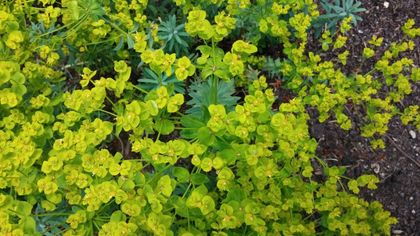 Euphorbia  plantplacesimage20150705_124222.jpg