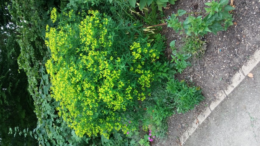 Euphorbia schillingii plantplacesimage20150705_133541.jpg