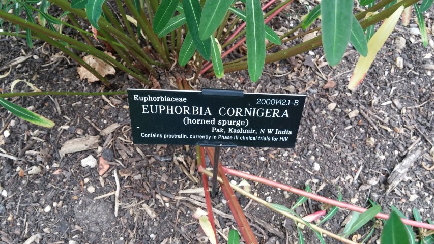 Euphorbia cornigera plantplacesimage20150705_145049.jpg