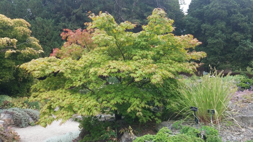 Acer palmatum plantplacesimage20150707_151007.jpg