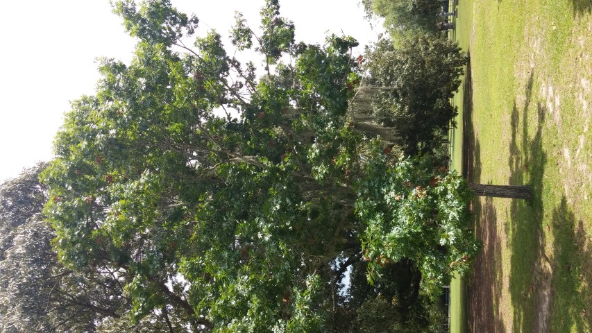 Quercus shumardii plantplacesimage20150808_143010.jpg