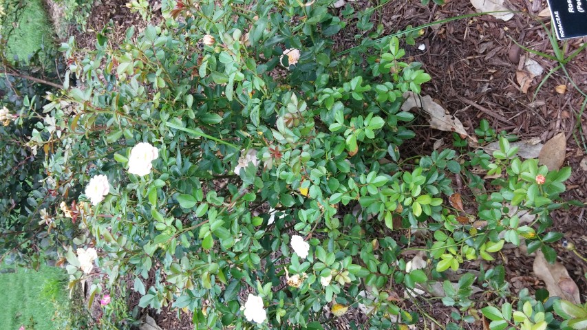 Rosa spp plantplacesimage20150808_152727.jpg