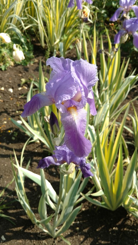 Iris pallida plantplacesimage20160605_152414.jpg