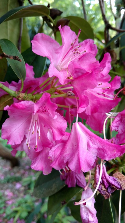 Rhododendron spp plantplacesimage20160605_163415.jpg