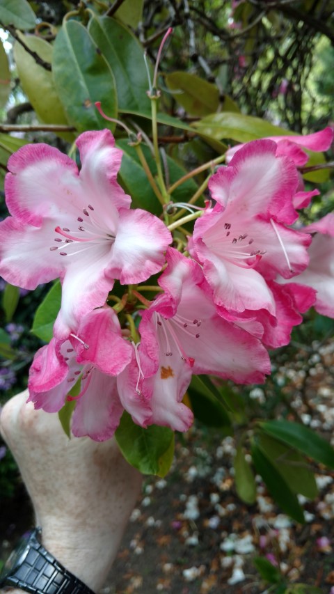 Rhododendron spp plantplacesimage20160605_163654.jpg