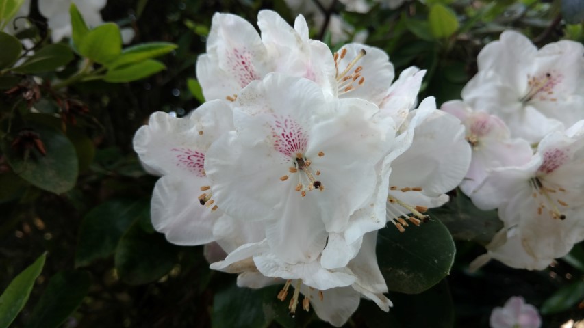Rhododendron spp plantplacesimage20160605_164725.jpg